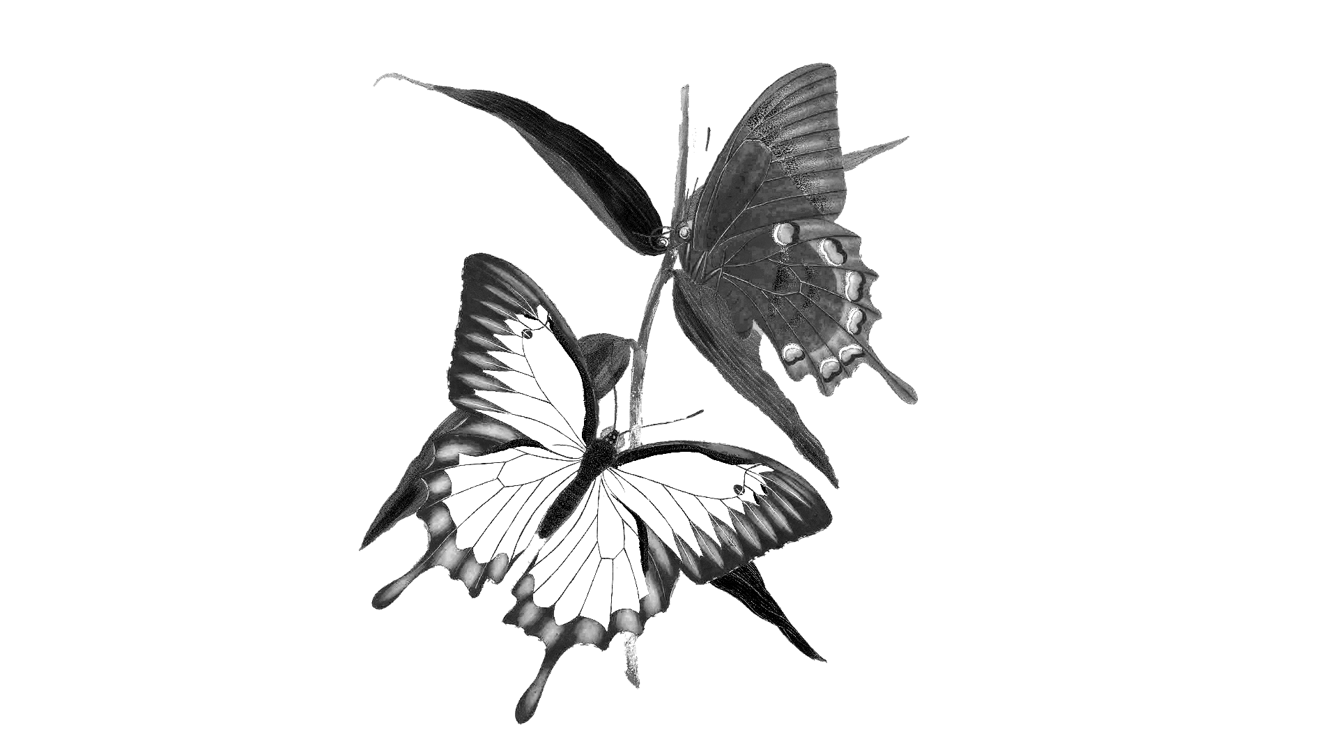 Papilio Blends